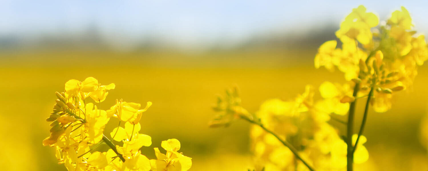 Tam Canola Color Cut (1)