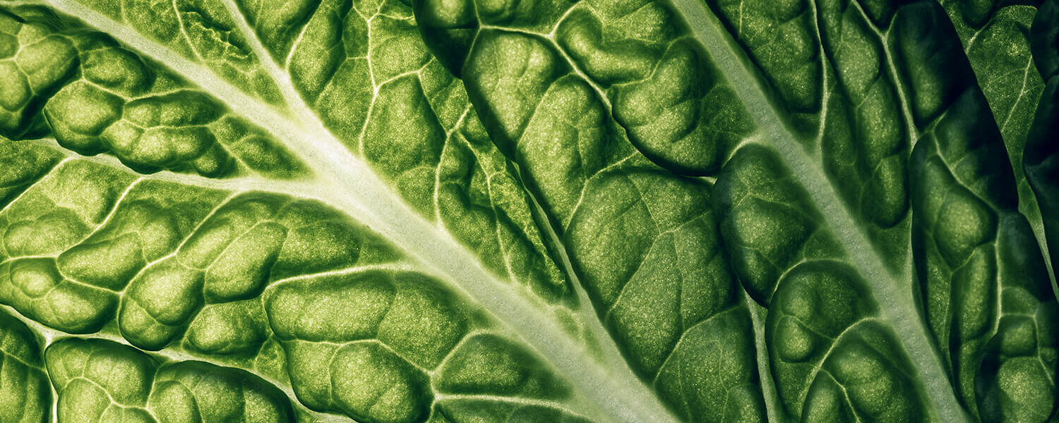 Tam Lettuce Leaf Color Sm (1)